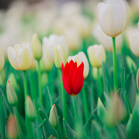 Букет эмоций: лучшие мировые практики для развития рынка цветов России